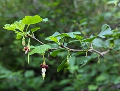 Ribes menziesii