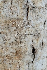 Cryptococcus fagisuga