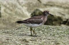 Calidris virgata