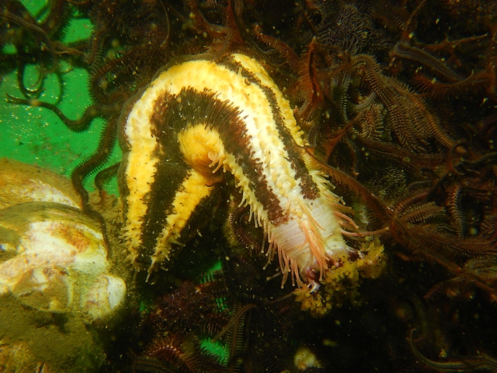 Heterocucumis godeffroyi