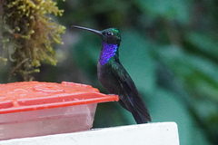 Campylopterus villaviscensio