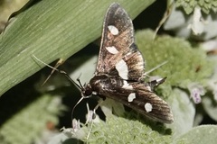 Desmia funeralis