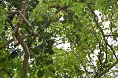 Dendrophthoe pentandra