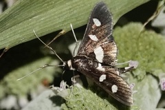 Desmia funeralis