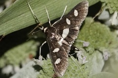 Desmia funeralis