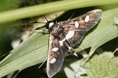 Desmia funeralis