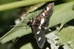 Desmia funeralis