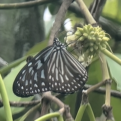 Ideopsis vulgaris