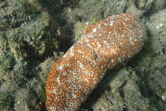 Actinopyga varians