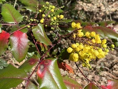 Berberidaceae