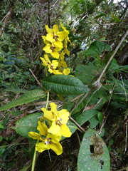 Cyrtochilum macranthum