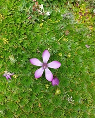 Gentianella cerastioides