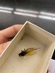 Urocerus californicus