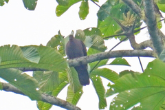 Patagioenas subvinacea