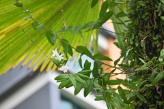 Dendrobium crumenatum