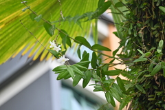 Dendrobium crumenatum