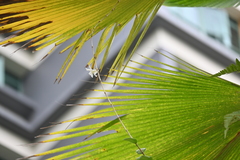 Dendrobium crumenatum