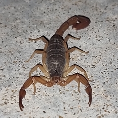 Centruroides ochraceus
