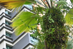 Dendrobium crumenatum