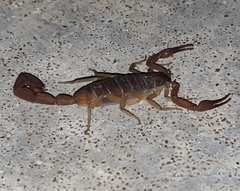 Centruroides ochraceus