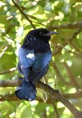 Dicrurus hottentottus