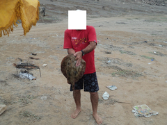 Urobatis tumbesensis