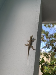 Anolis stratulus