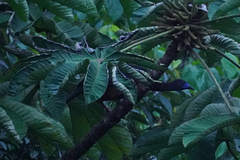 Chamaepetes goudotii