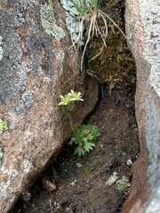 Saxifraga cespitosa