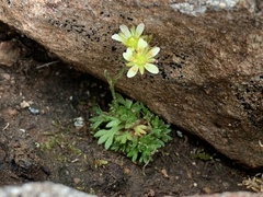 Saxifraga cespitosa