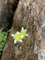 Saxifraga cespitosa