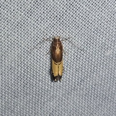 Labdia deliciosella