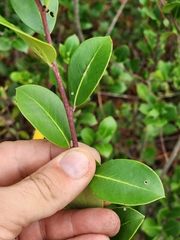Ilex coriacea