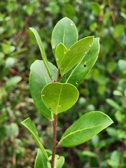 Ilex coriacea
