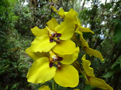Cyrtochilum macranthum