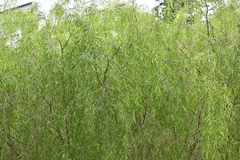 Leptospermum madidum