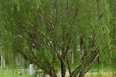 Leptospermum madidum