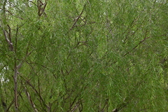 Leptospermum madidum