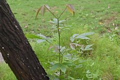Vitex pinnata