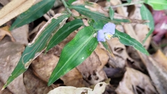 Commelina auriculata