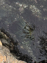 Phyllospadix scouleri