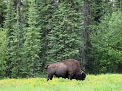 Bison bison athabascae