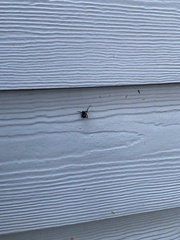 Latrodectus