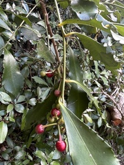 Ardisia cornudentata