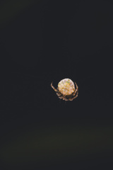 Eriovixia