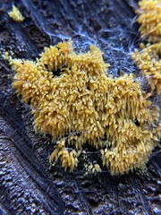 Mucronella flava