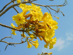 Tabebuia aurea