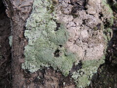 Lepraria finkii