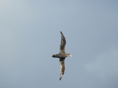 Macronectes giganteus