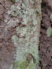 Lepraria finkii